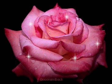 une rose